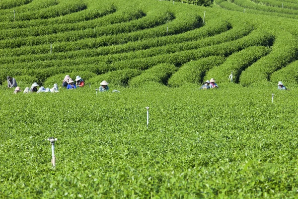 İnsanlar çay plantasyon Tayland çalışma