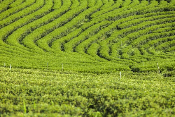 Tayland 'da çay tarlaları.
