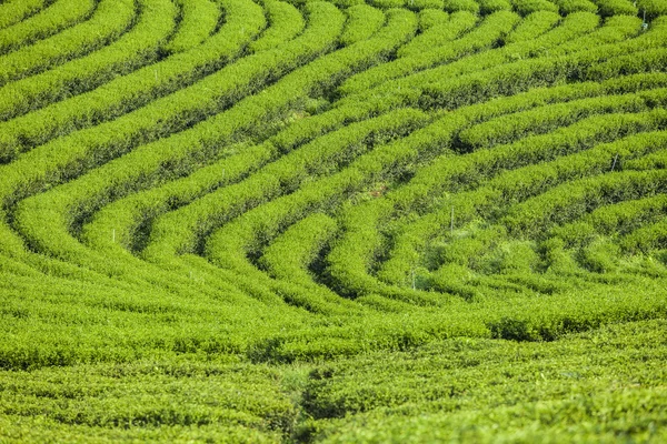 泰国的茶园. — 图库照片