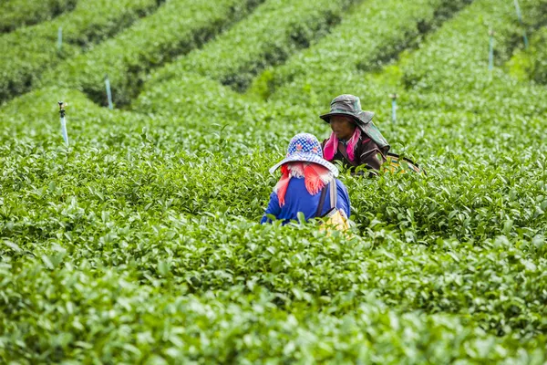 Люди работают на чайной плантации в Таиланде — стоковое фото