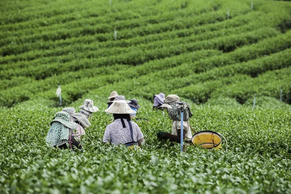 İnsanlar çay plantasyon Tayland çalışma — Stok fotoğraf