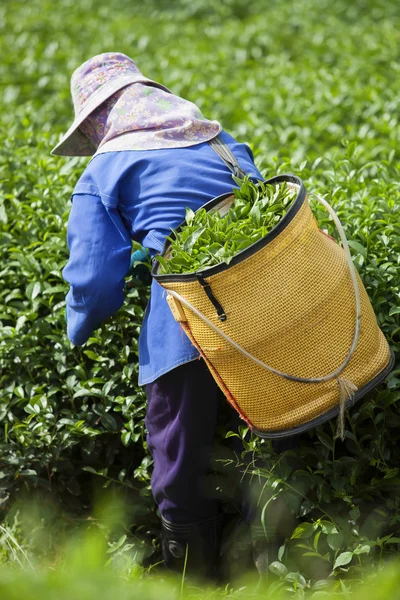 People work on a tea plantation in Thailand — Stock Photo, Image