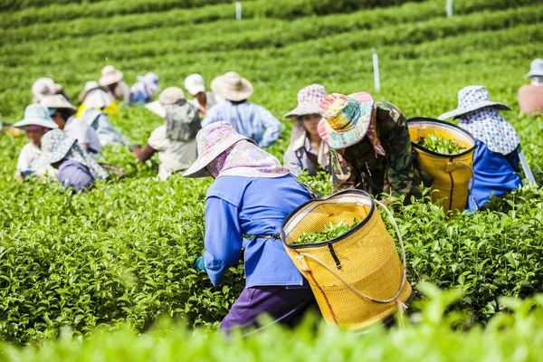 People work on a tea plantation in Thailand — Stock Photo, Image