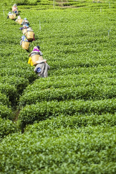 人在泰国的茶叶种植园工作 — 图库照片