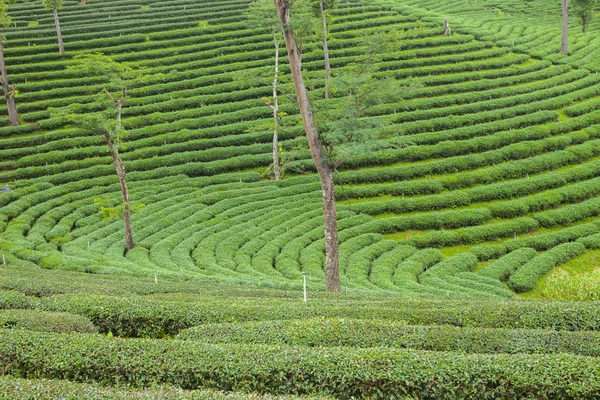 Tayland 'da çay tarlaları.