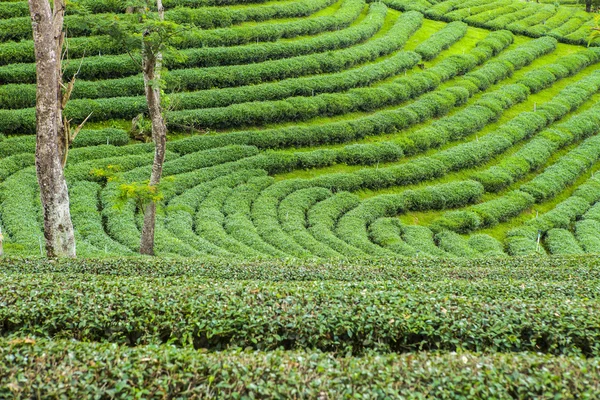 Tea plantations in Thailand. — Stock Photo, Image