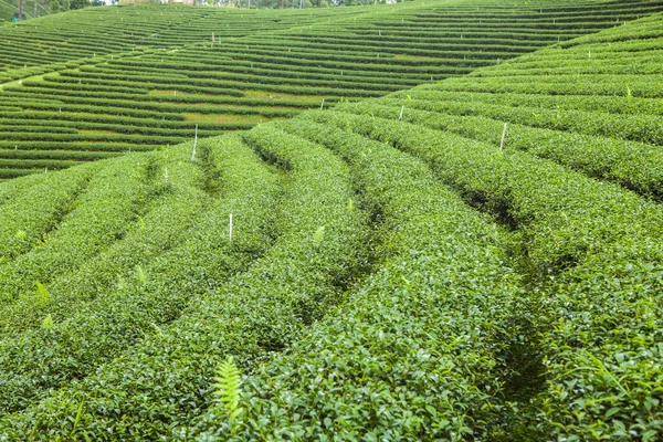 Tayland 'da çay tarlaları.