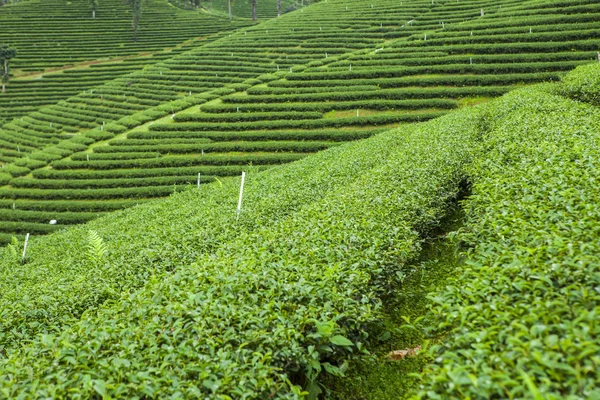 Plantaciones de té en Tailandia . —  Fotos de Stock