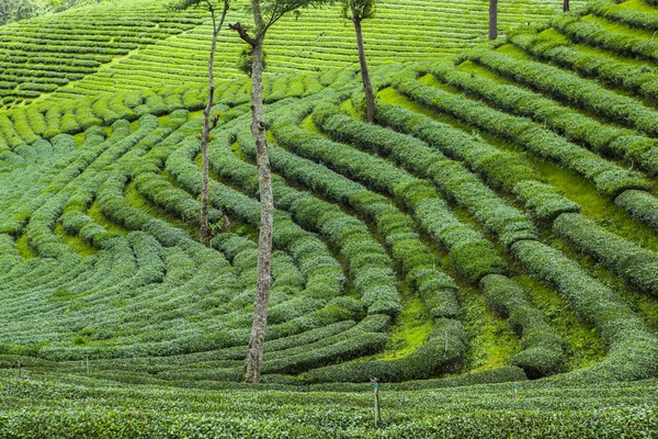 Tea plantations in Thailand. — Stock Photo, Image