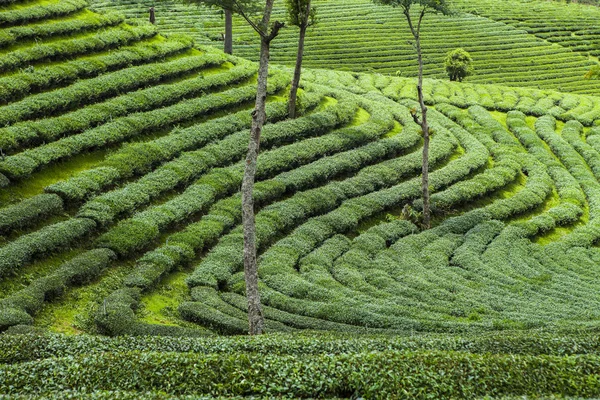 Tea plantations in Thailand. — Stock Photo, Image