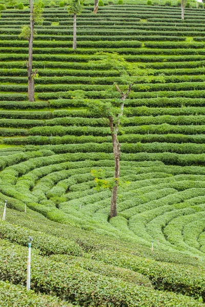 Plantacje herbaty w Tajlandii. — Zdjęcie stockowe