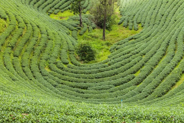 Чайные плантации Таиланда . — стоковое фото