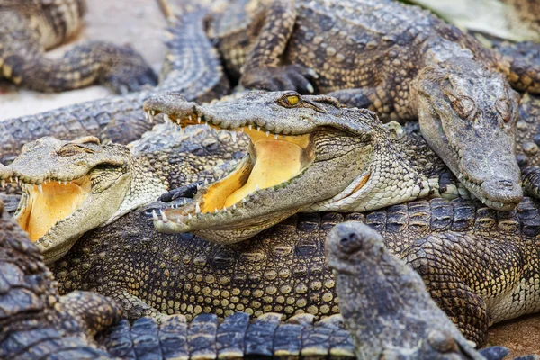 Sleeping crocodiles — Stock Photo, Image
