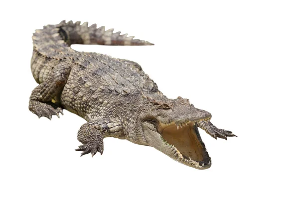 Crocodile — Stock Photo, Image