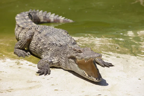 Crocodile on shore — Stock Photo, Image