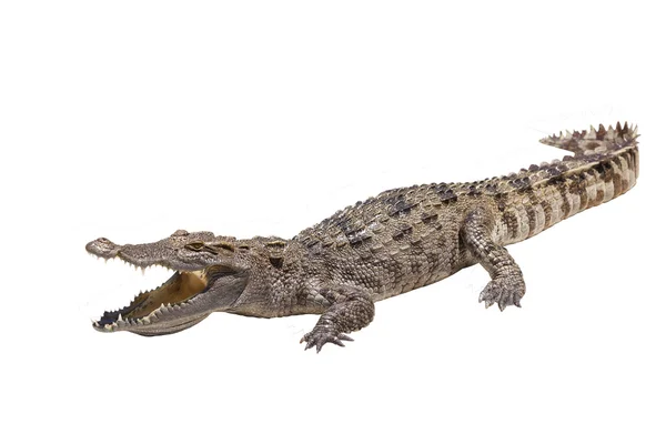 Crocodilo — Fotografia de Stock