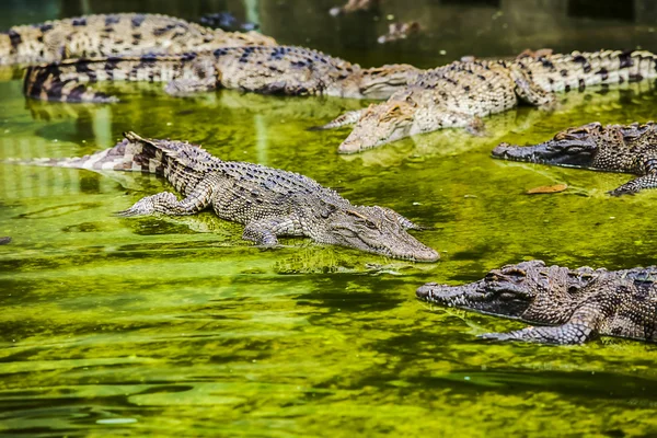 Cocodrilos — Foto de Stock