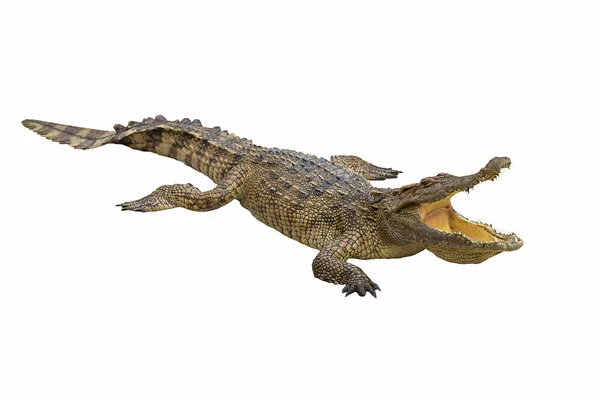 Krokodyl — Zdjęcie stockowe