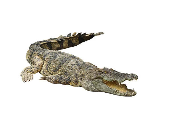 Crocodilo — Fotografia de Stock
