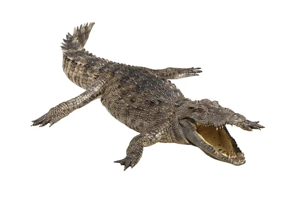 Крокодилы — стоковое фото