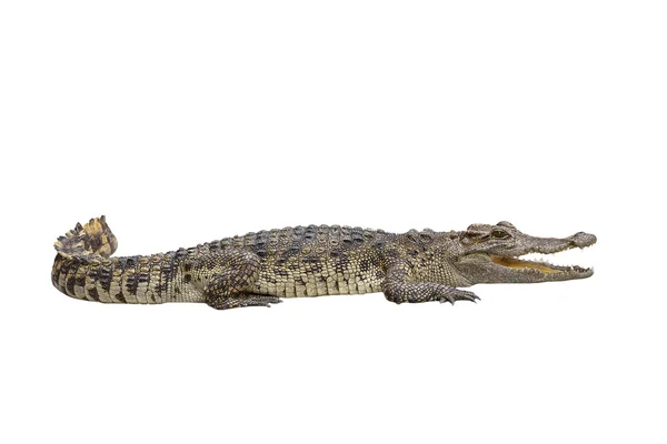 Crocodilo — Fotografia de Stock