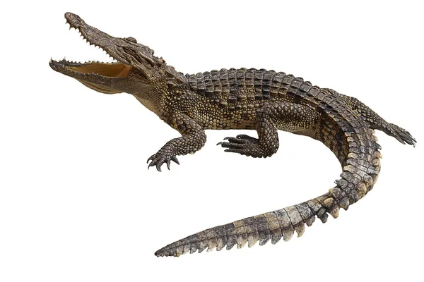 Crocodile — Stock Photo, Image