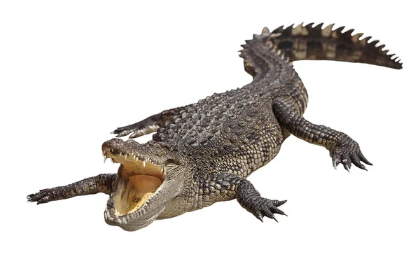 Crocodile — Stock Photo, Image