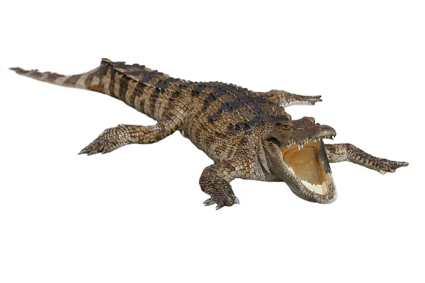 Krokodil — Stock Fotó