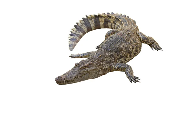 Crocodilo — Fotografia de Stock