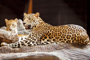 leopar