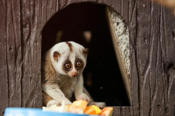 Loris. —  Fotos de Stock