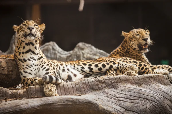 Leopard — Stockfoto