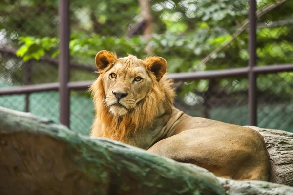 Aslan — Stok fotoğraf