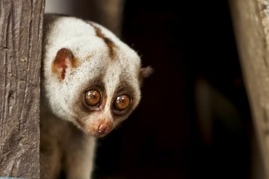 Loris.