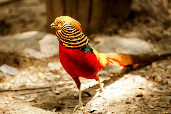 Pheasant — Stock Photo, Image