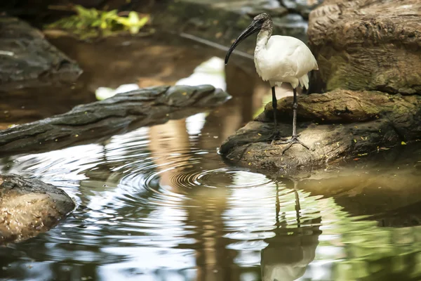 Black-headed lbis — Stock fotografie