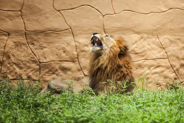 Lion — Stock Photo, Image