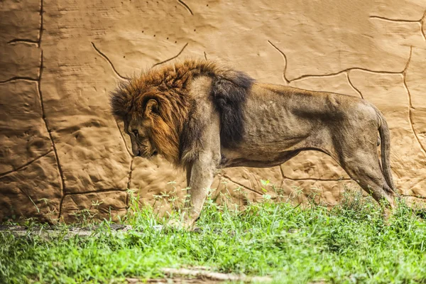 Lion — Stock Photo, Image