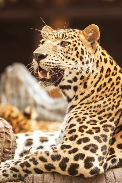 Leopard — Stockfoto