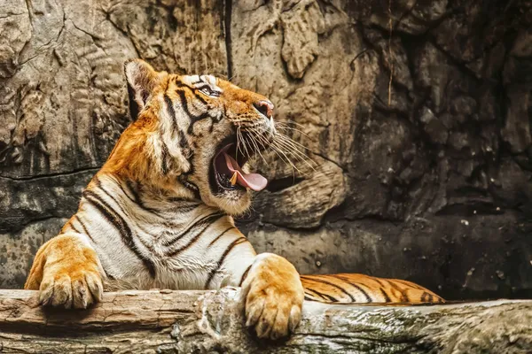 Tigers — Stock Photo, Image