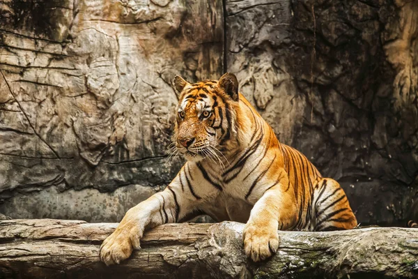 Tigres. — Foto de Stock