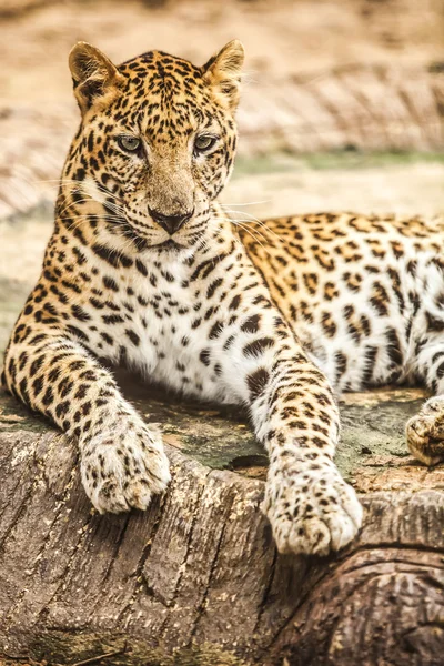 Leopar — Stok fotoğraf