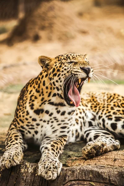 Leopard — Stockfoto