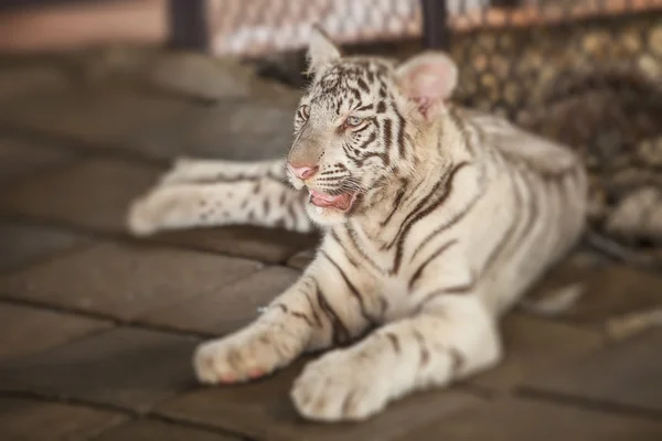 Tigre bianca . — Foto Stock