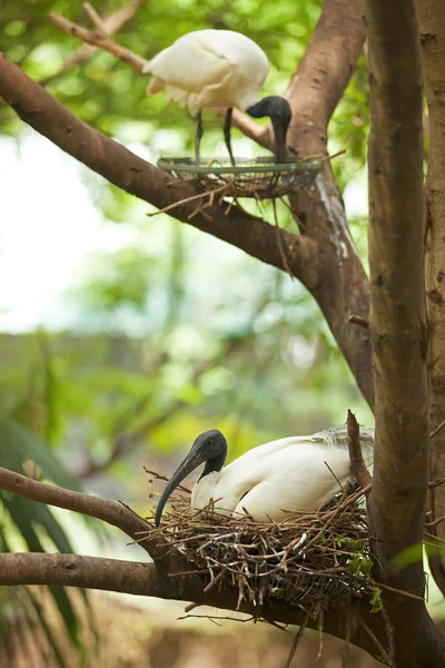 Lbis czarnogłowy — Zdjęcie stockowe