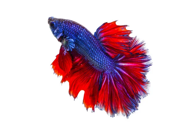 Fighting fish — Stock Photo, Image