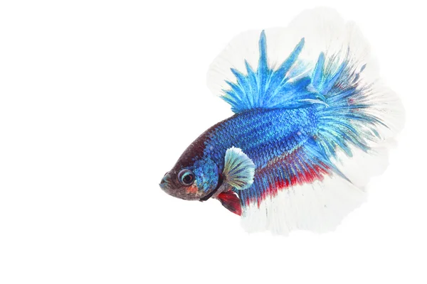 Fighting fish — Stock Photo, Image