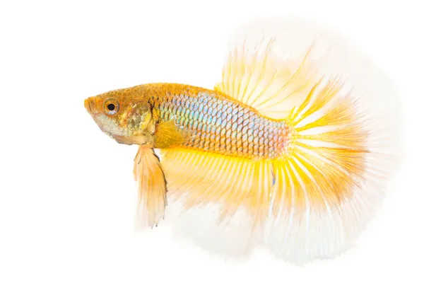 Siamese fighting fish — Stock Photo, Image