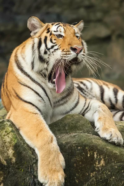 Tigre — Foto de Stock