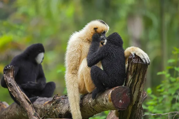 Gibbone — Foto Stock